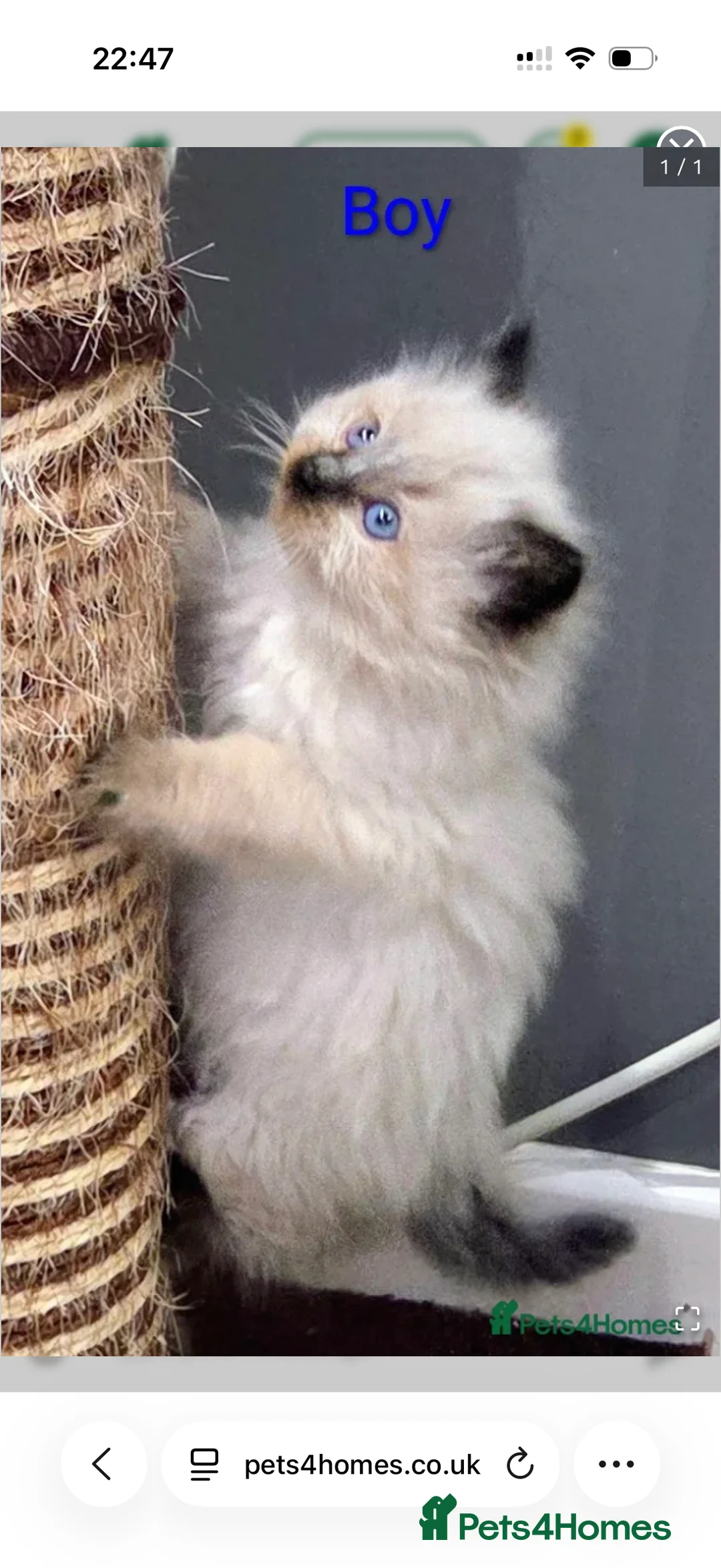 Ragdoll cats for sale: Ragdoll male kitten  in Pontypool - Advert 2