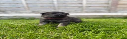 German Shepherd dogs for sale: 🐾 German Shepherd Puppies – ready 18th July - Advert 4