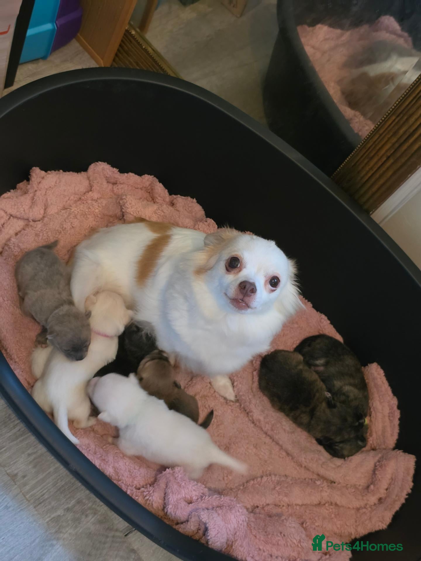 Chihuahua dogs VERY RARE Brindle Chihuahua Puppies - Advert 1