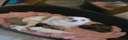 Chihuahua dogs for sale: VERY RARE Brindle Chihuahua Puppies - Advert 1