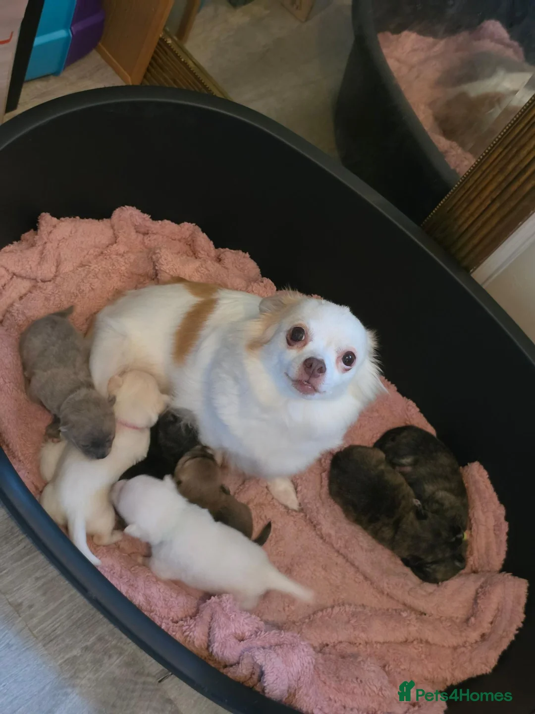Chihuahua dogs for sale: VERY RARE Brindle Chihuahua Puppies - Advert 1