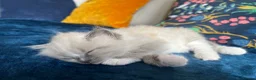 Ragdoll cats for sale: TICA Registered kitten - Advert 13