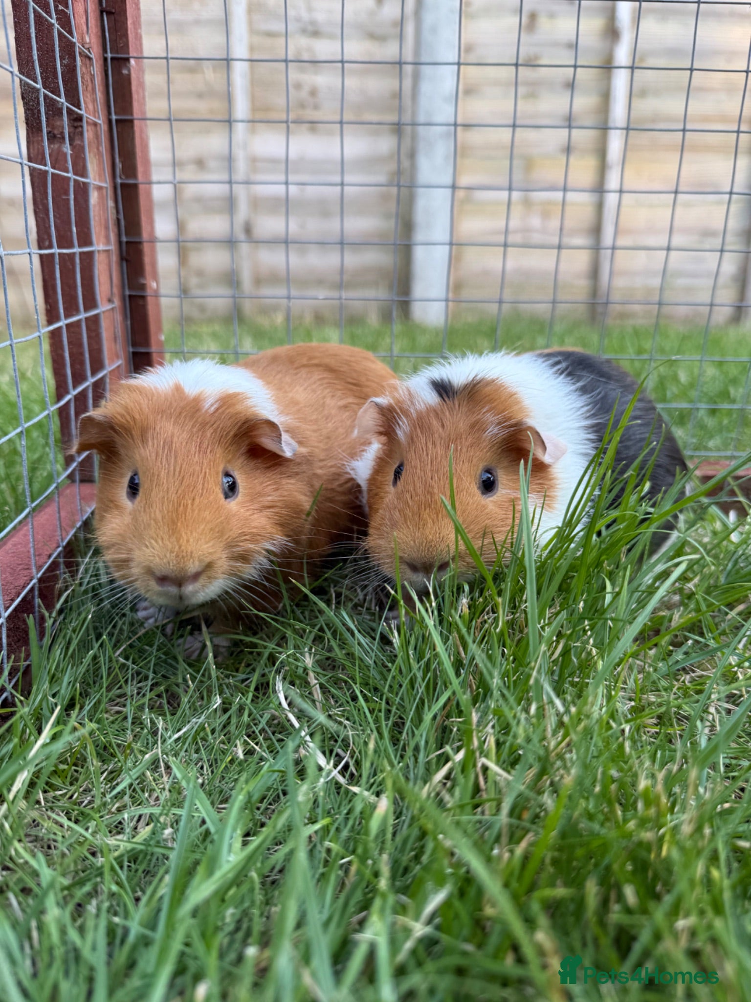 Guinea Pig rodents Baby Guinea pigs! - Advert 6