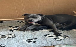 Staffordshire Bull Terrier dogs for sale: Valglo champion cross Bronson line blue/black pups - Image 2