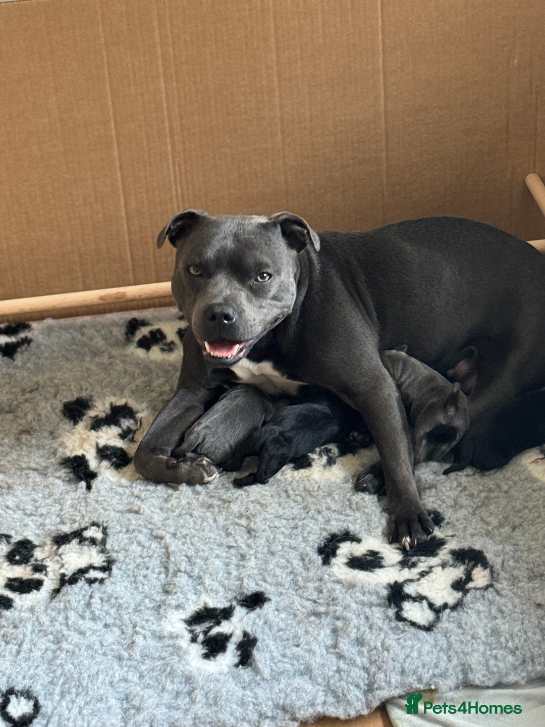 Staffordshire Bull Terrier dogs for sale: Valglo champion cross Bronson line blue/black pups - Image 2