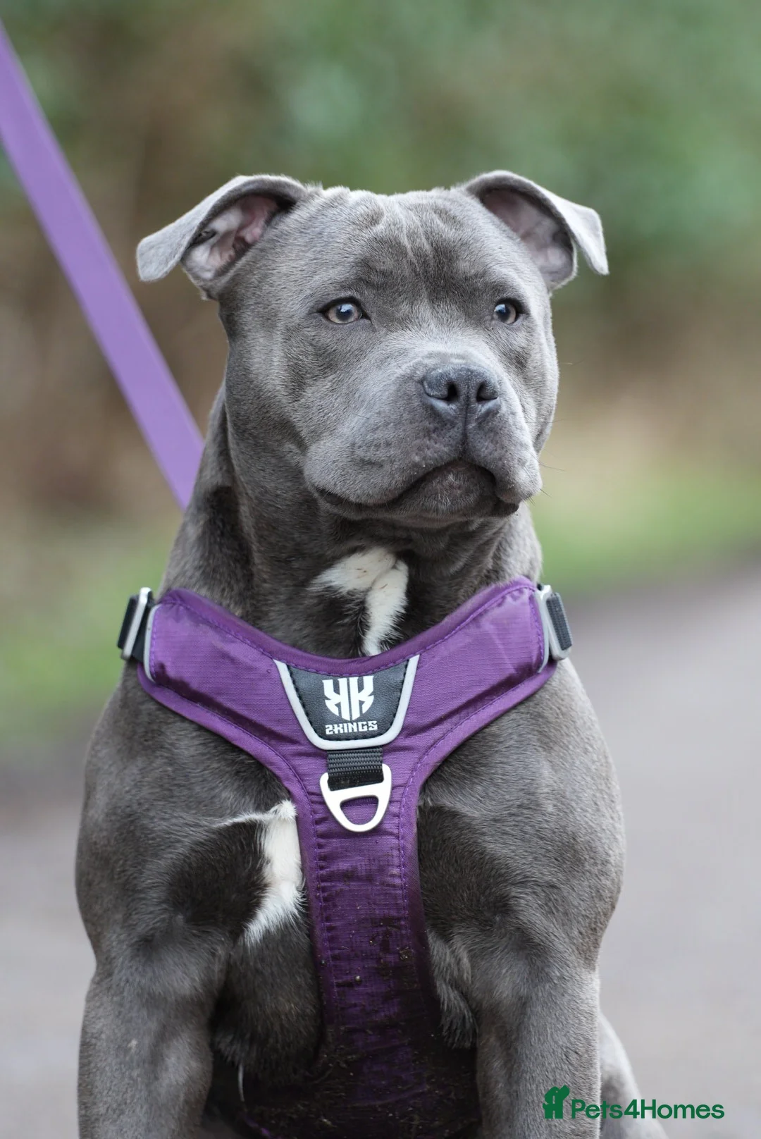 Staffordshire Bull Terrier dogs for sale: KC Staffy Puppies - Advert 2
