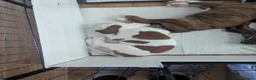 Boxer dogs for sale: Boxer puppy - Advert 3