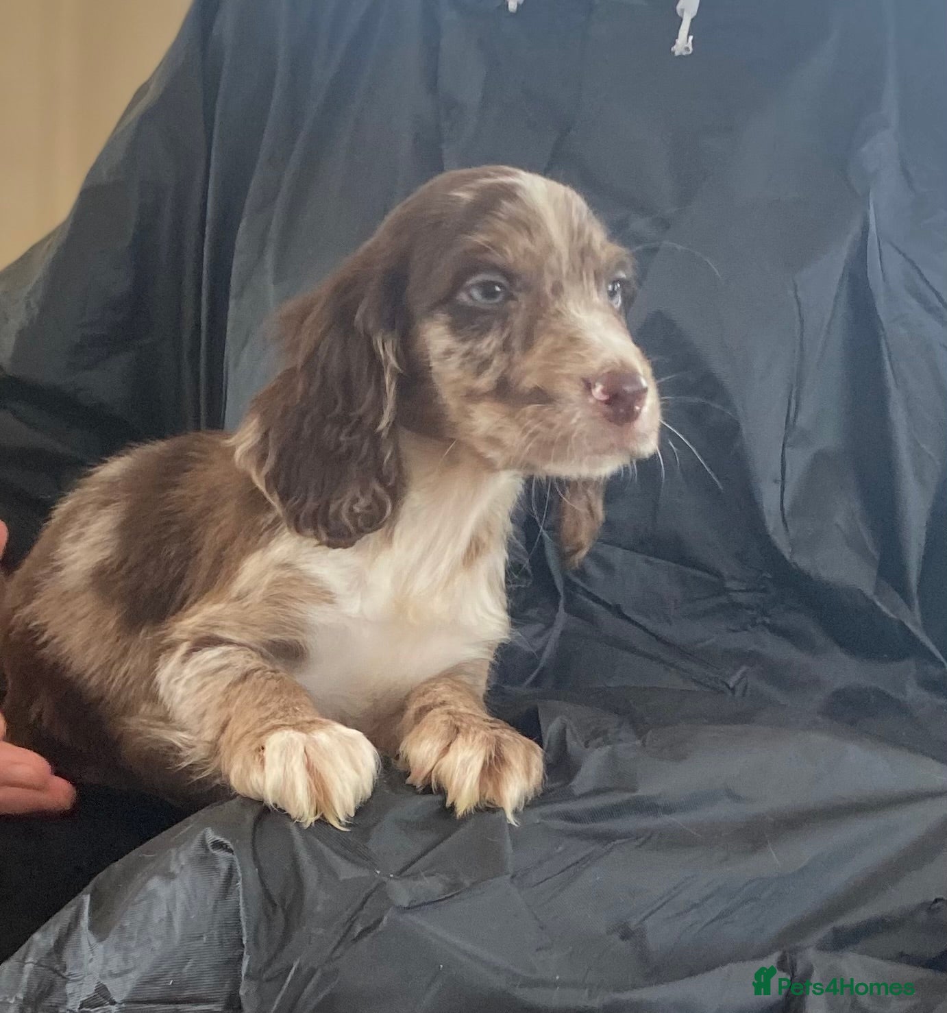 Cocker Spaniel dogs Beautiful letter of working Cocker spaniel’s - Advert 5