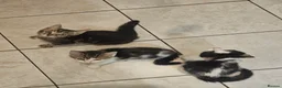 Mixed Breed cats for sale: Beautiful kitties  - Advert 16