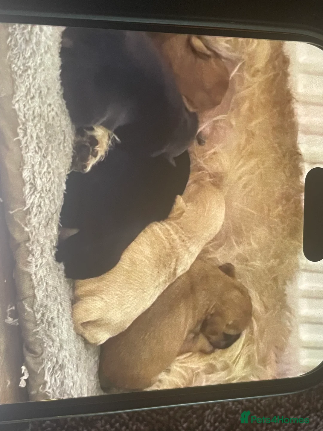 Mixed Breed dogs for sale: Norfolk terrier Cross by French bull bulldog cross - Advert 21