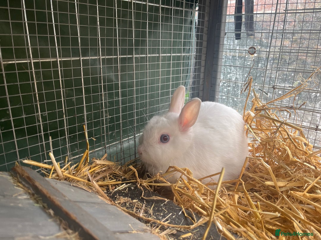 Netherland Dwarf rabbits for sale: Adult bunnies for sale - Image 6