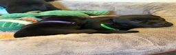 Staffordshire Bull Terrier dogs for sale: Black KC Reg/Health Tested Staffordshire Puppies. - Advert 14