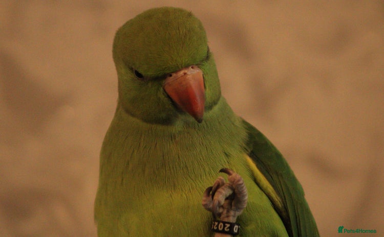 Parakeets birds - Advert 1