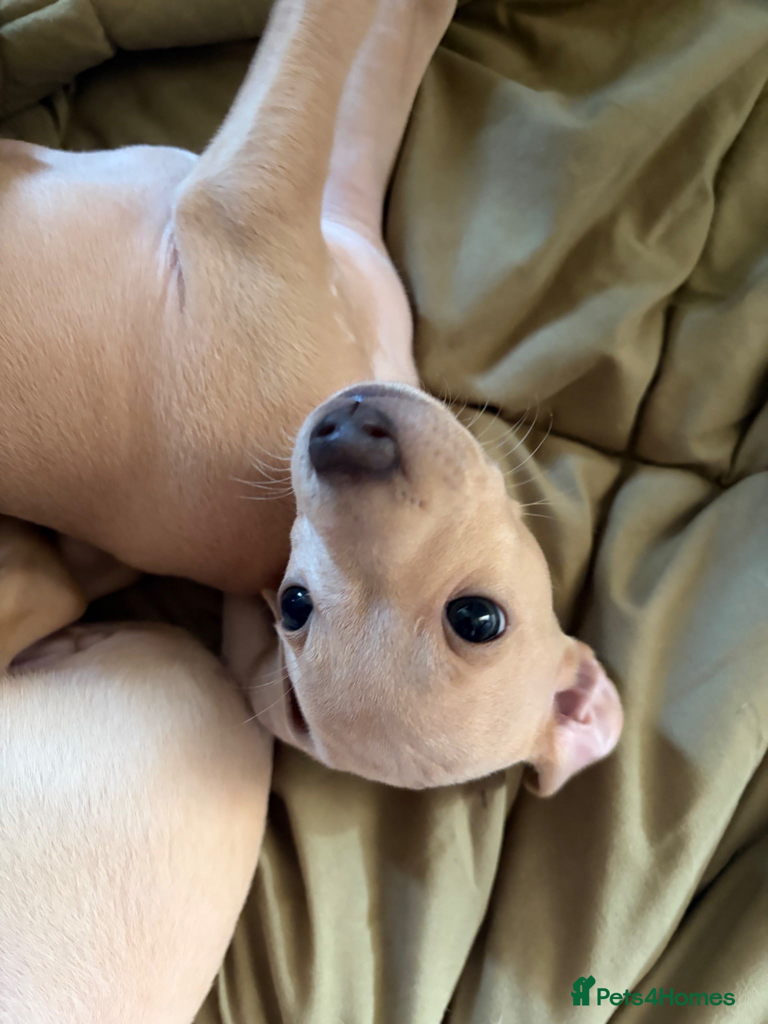 Italian Greyhound dogs Italian Greyhound pups  - Advert 3