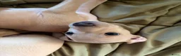 Italian Greyhound dogs for sale: Italian Greyhound pups  in Sutton-in-Ashfield - Advert 9