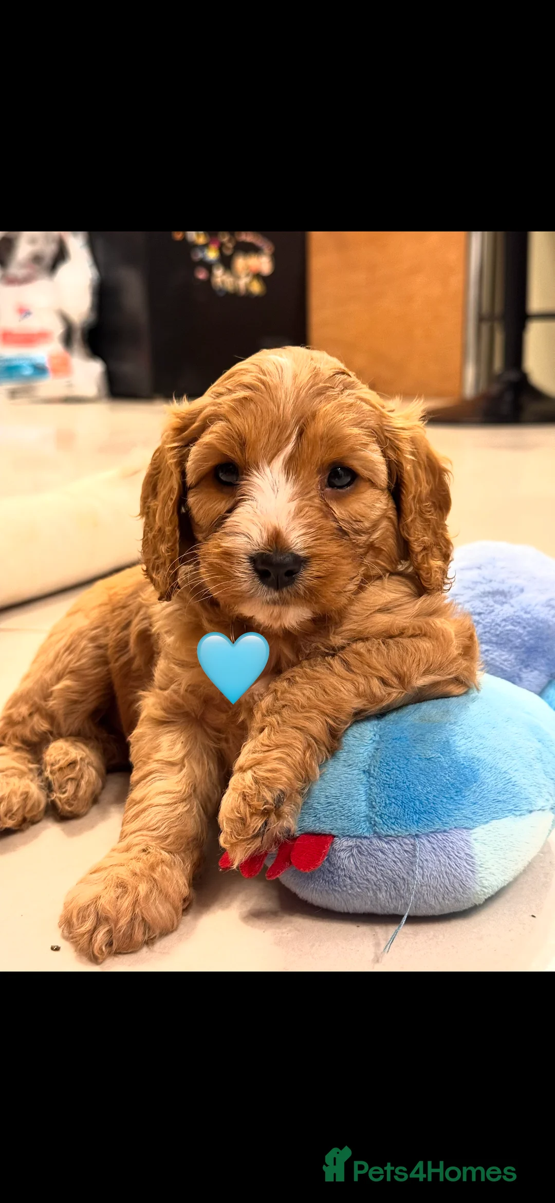 Cavapoo dogs for sale: Cavapoo Puppies (F1) -Perfect Family Companions - Advert 7