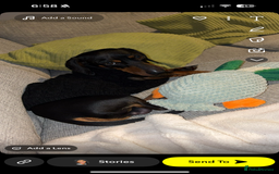 Miniature Dachshund dogs for sale: One male miniature dachshund for sale asap - Image 7