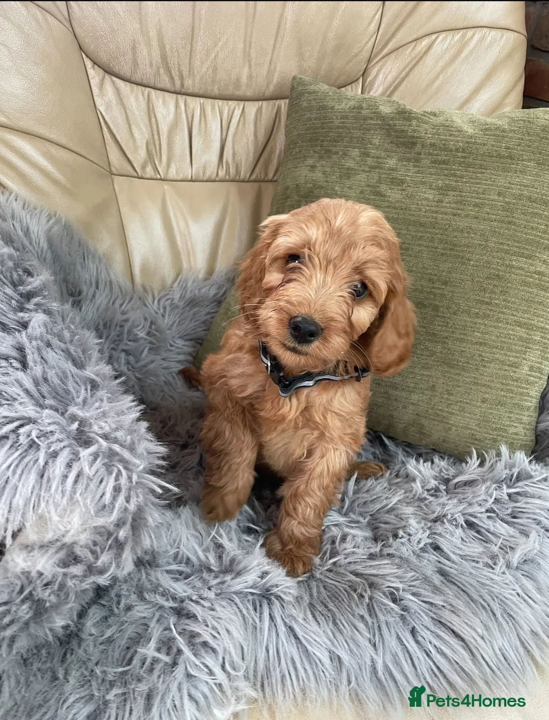 Cockapoo dogs for sale: Cockapoo F1 puppies  - Advert 2