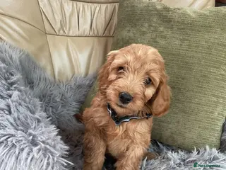 Cockapoo dogs Cockapoo F1 puppies - Advert 2