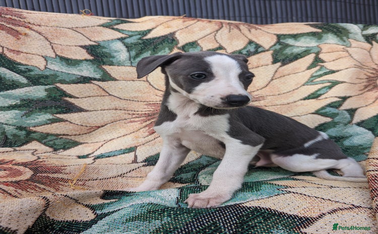 Whippet dogs - Advert 1