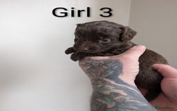 Cockapoo dogs for sale: Toy cocker poo f2 pups - Image 15