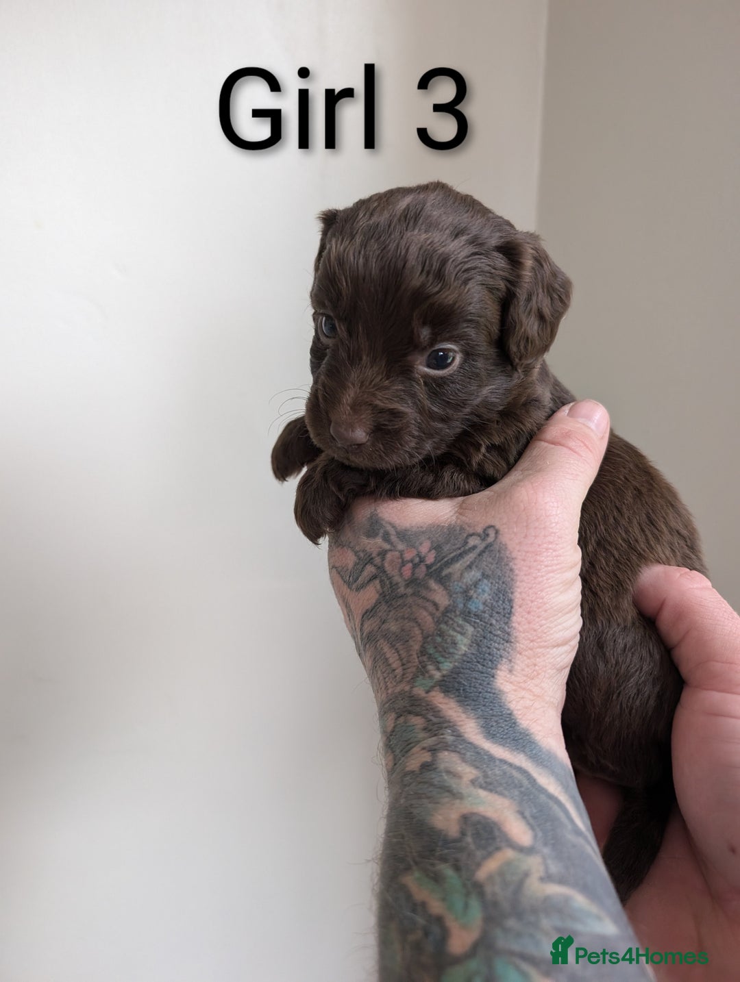 Cockapoo dogs for sale: Toy cocker poo f2 pups - Image 15