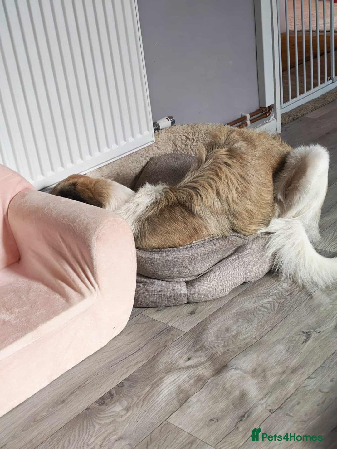 Mixed Breed dogs for adoption: FLOSSIE  - Advert 7