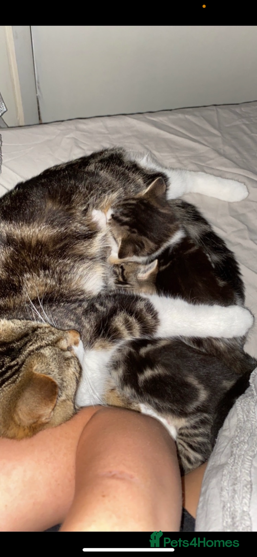 Mixed Breed cats for sale: kittens ready now  - Image 18