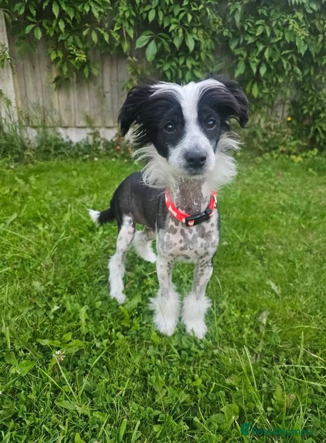 Chinese Crested dogs for sale: Chinese crested hairless boy - Image 3