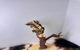 Gecko reptiles for sale: Stunning Friendly Female Tri/Harle Crested Gecko - Image 5
