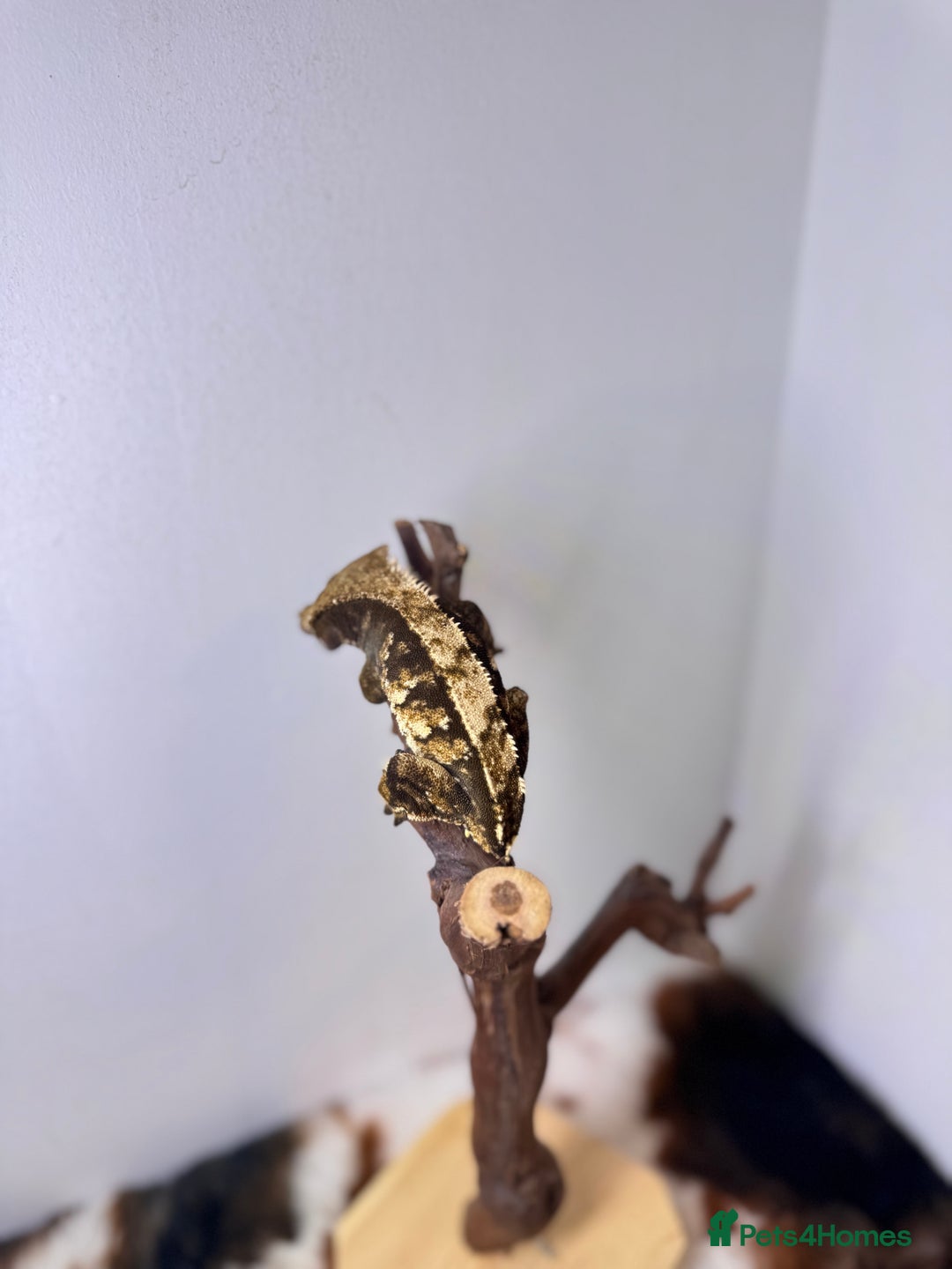 Gecko reptiles for sale: Stunning Friendly Female Tri/Harle Crested Gecko - Image 5