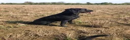 Labrador Retriever dogs for sale: Health Tested Parents, Home Reared, KC Registered in Caernarfon - Advert 7