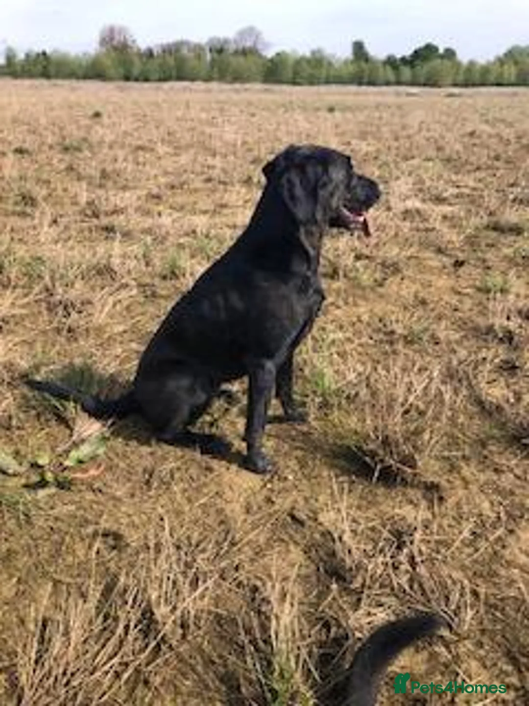 Labrador Retriever dogs for sale: Health Tested Parents, Home Reared, KC Registered in Caernarfon - Advert 7