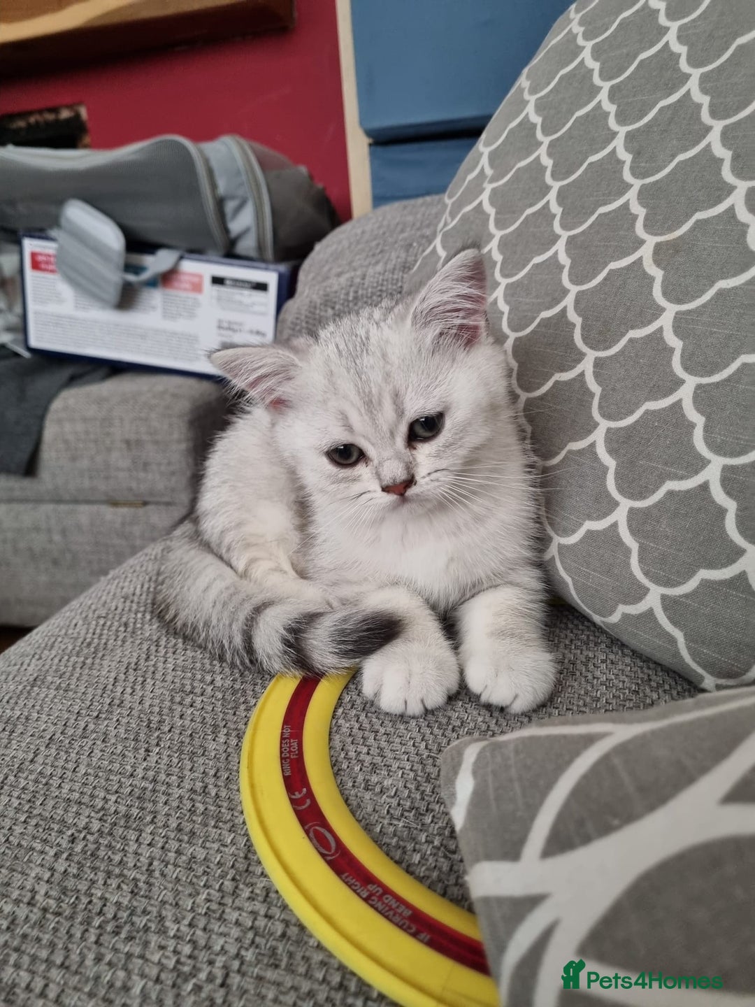 British Shorthair cats for sale: Last handsome siver boy available - Image 4