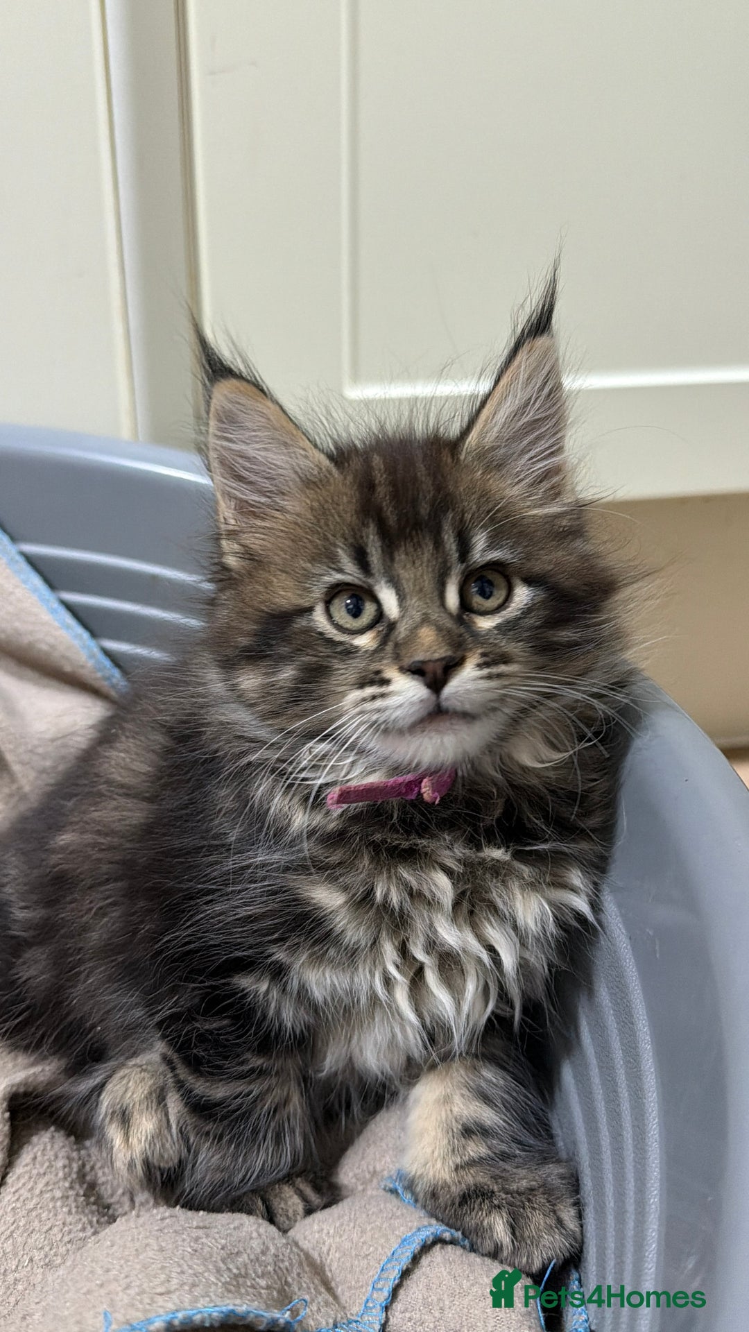 Maine Coon cats for sale: Beautiful friendly Maine Coon cross Kittens  - Advert 10