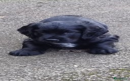 Cocker Spaniel dogs for sale: KC Registered Cocker Spaniel (Working) Puppies - Image 9