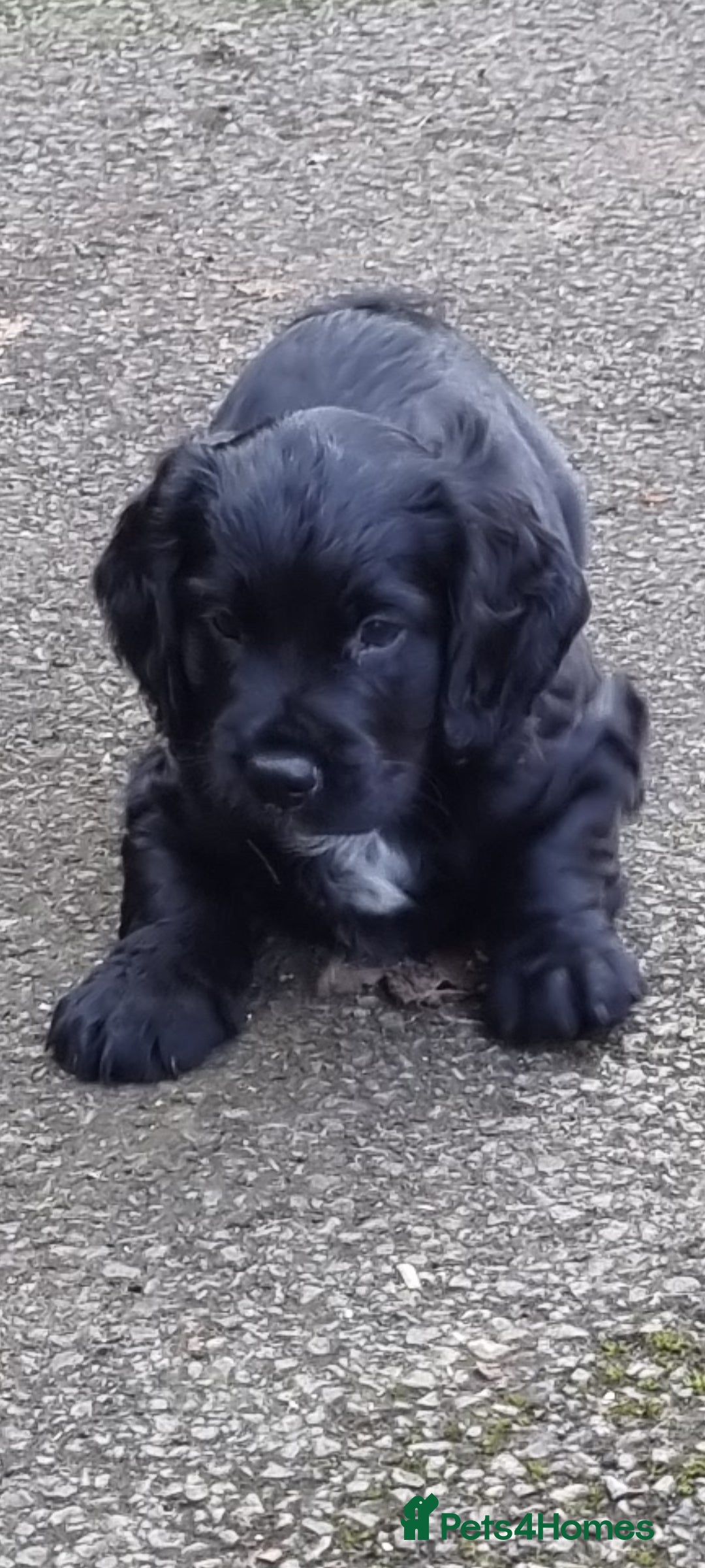 Cocker Spaniel dogs for sale: KC Registered Cocker Spaniel (Working) Puppies - Image 9