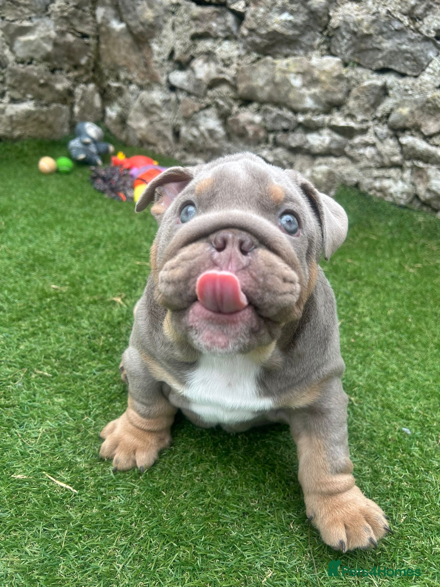 English Bulldog dogs 1 boy and 1 girl left ❤️💙 - Advert 9