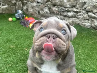 English Bulldog dogs 1 boy and 1 girl left ❤️💙 - Advert 9