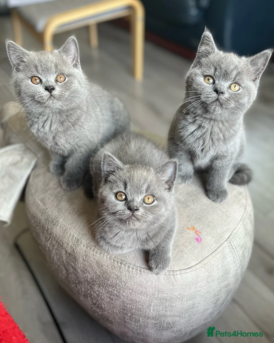 British Shorthair cats for stud: 🩶 British Shorthair Stud  in Alloa - Advert 10