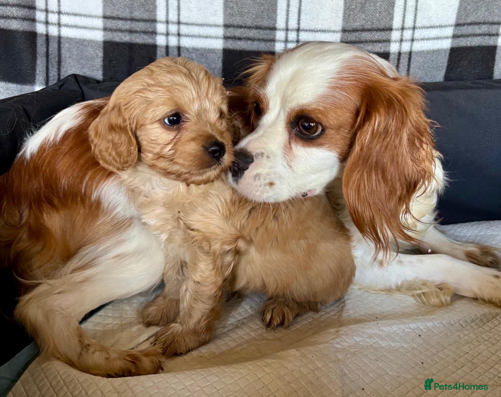 Cavapoo dogs Beautiful red cavapoos  - Advert 1