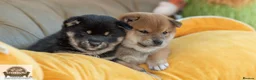 Japanese Shiba Inu dogs for sale:  🌸 Shiba Inu 3rd Gen Japanese Lines Crufts Placed - Advert 5