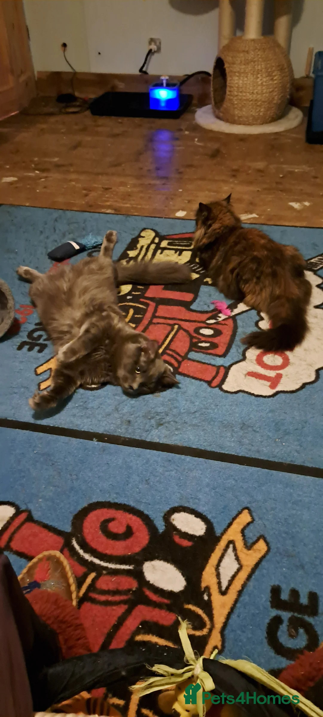 Siberian cats for stud: Blue reg, health tested Classic Siberian for STUD - Advert 5