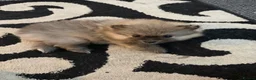Pomeranian dogs for sale: Pomeranian puppies - Advert 6