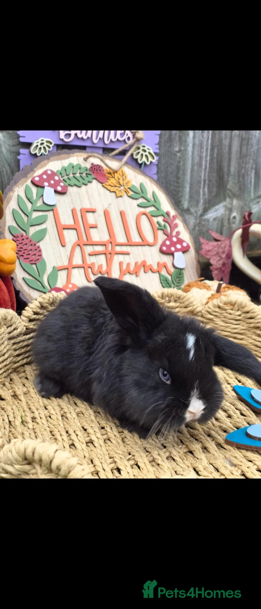 French Lop rabbits for sale: 3 French Lops Ready For Reserve - Advert 2