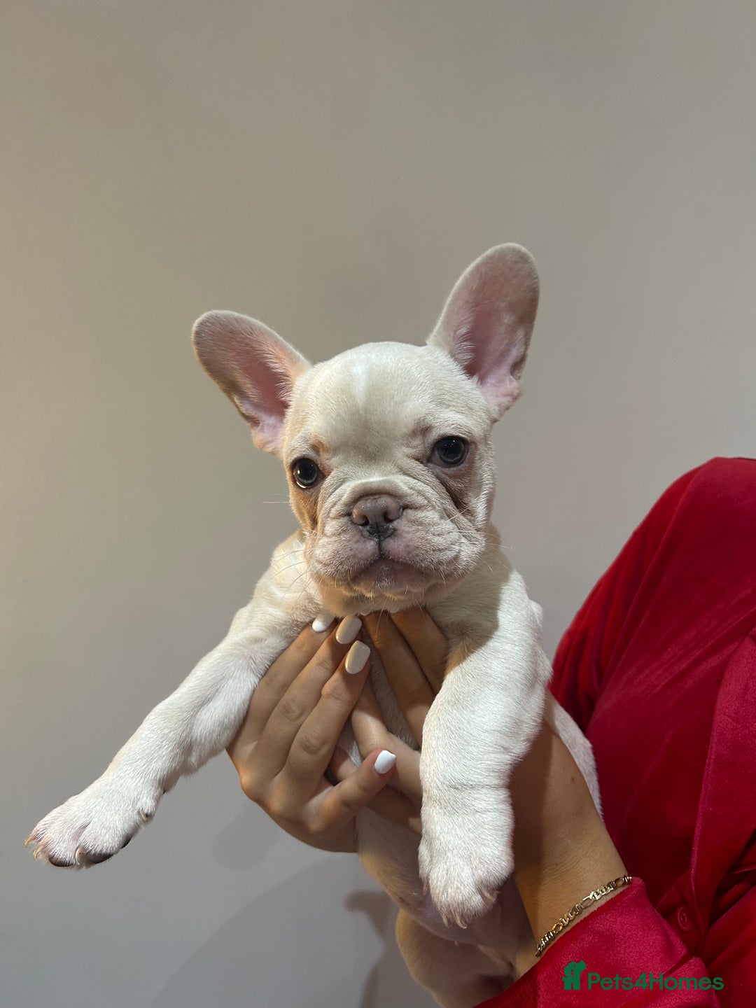 French Bulldog dogs for sale: READY NOW KC registered x 5 french bulldogs pups - Advert 3