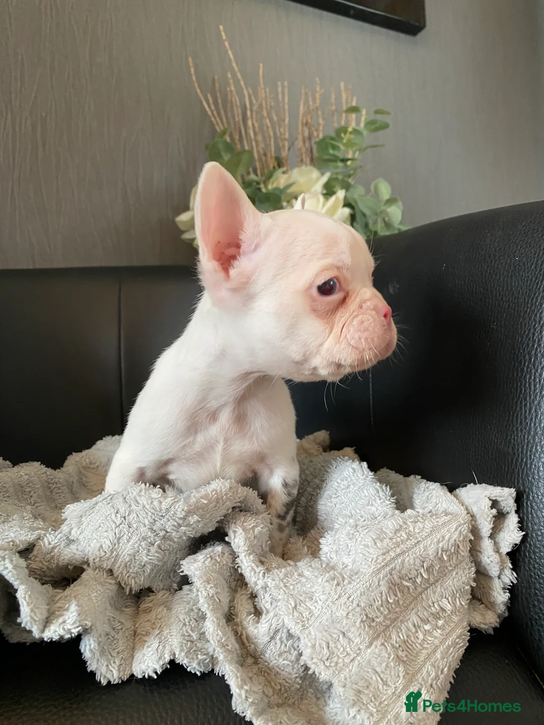 French Bulldog dogs for sale: 5 French bulldog puppies for sale  in Stockton-on-Tees - Advert 2
