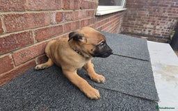 Belgian Shepherd Dog dogs for sale: Belgian Shepherd puppies - Advert 12