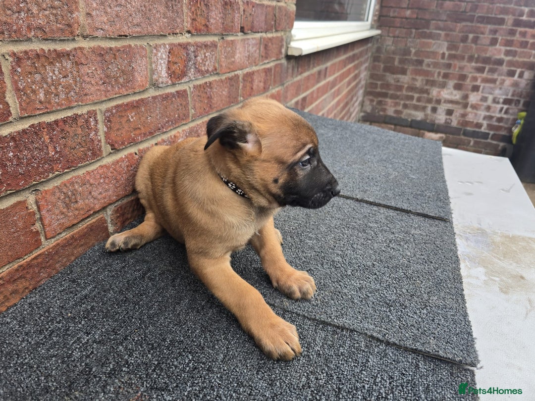 Belgian Shepherd Dog dogs for sale: Belgian Shepherd puppies - Advert 12