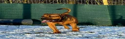 Boerboel dogs for stud: Boerboel  ** tiff for stud in Accrington - Advert 11